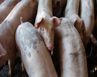 Nuovi casi di peste suina africana accertati tra i cinghiali in Piemonte e Liguria